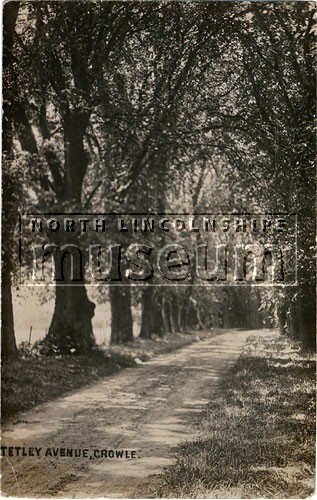 Avenue of trees leading to Tetley Hall to the south of Wharf Road, Crowle 	